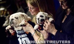 大狗最新爆料新闻报道,揭秘最新热点事件内幕